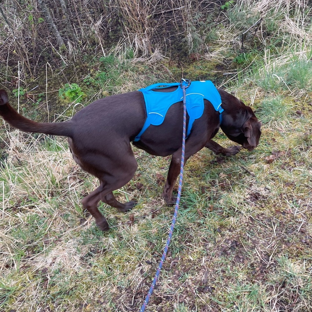 XL web master ruff-wear harness
